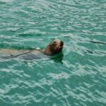 animated marine data chart