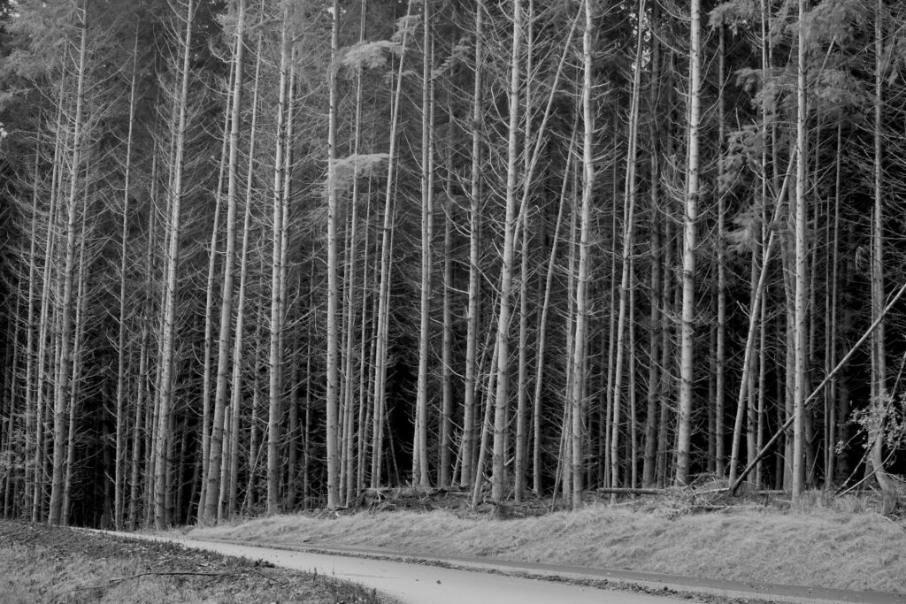black forest cookie close up