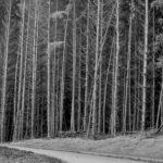 black forest cookie close up