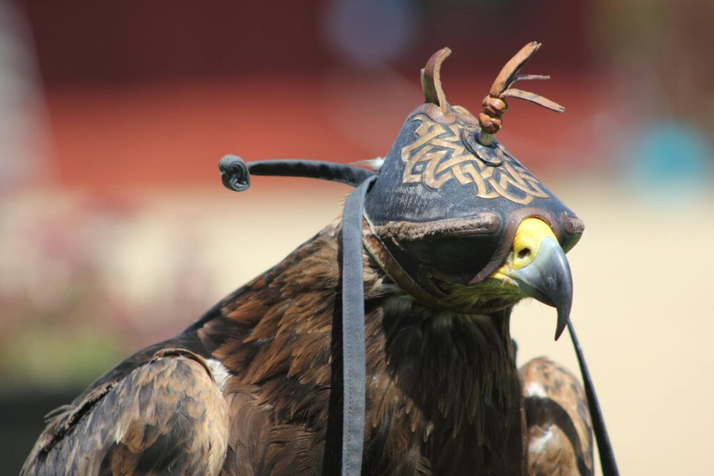 Ski Centurion Falcon: Your First Performance Boat