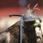 Ski Centurion Falcon: Your First Performance Boat