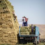 SUVs with the Best 3rd Row: My Family’s Real-World Test