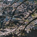 Hanami JJK: The Ultimate Jujutsu Sorcerer’s Guide