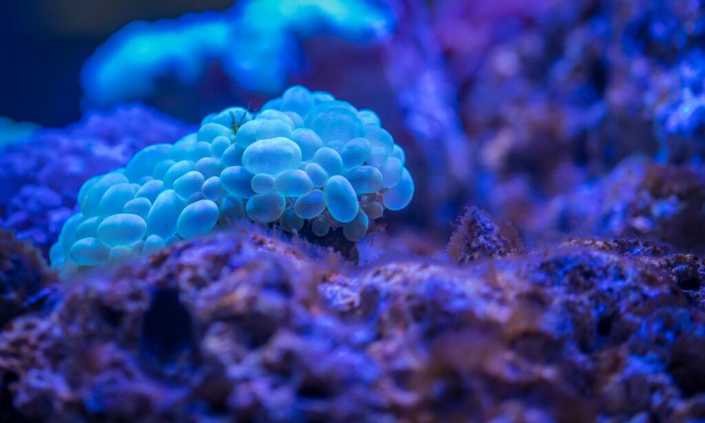 Content Bg Short.png: Enhance Your Marine Visuals