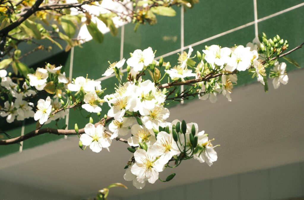 May Flower: Cultivation, Symbolism, and Care