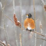 Robin pneumatic stapler industrial use