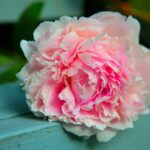 Rosie Ramsey younger