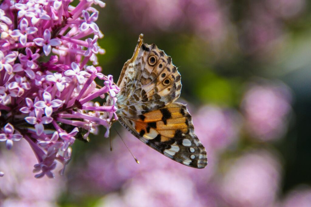 Vanessa Johansson: Unpacking Her Professional Impact in 2026