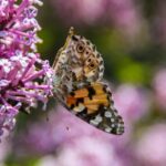 Vanessa Johansson professional impact